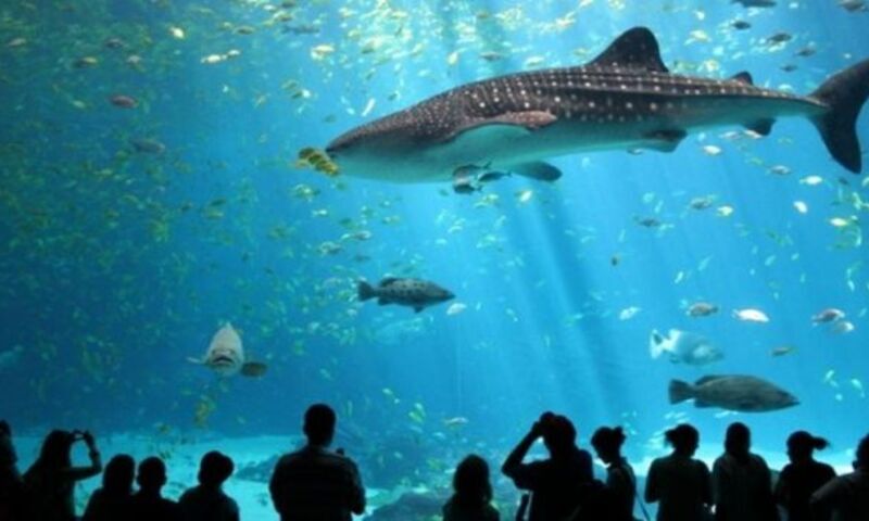 FORUM AKVARYUM – KOÇ MÜZESİ