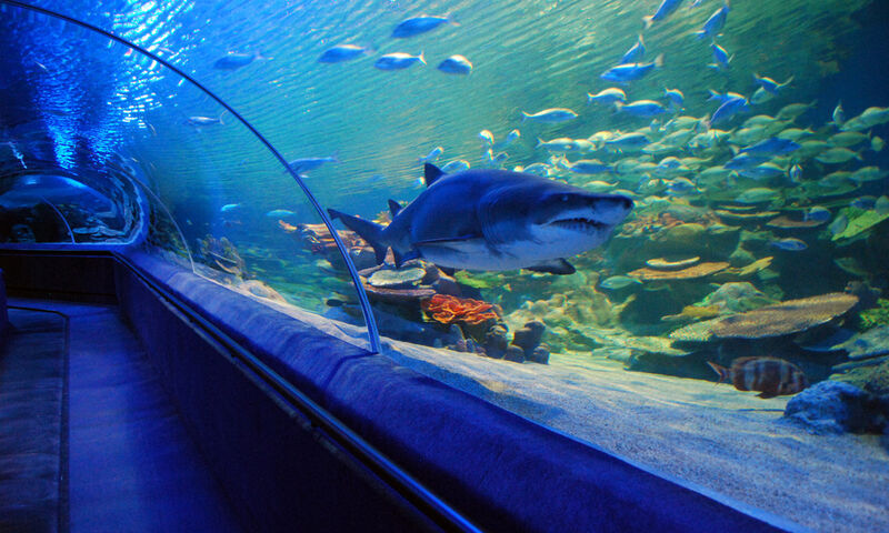 FORUM AKVARYUM – KOÇ MÜZESİ