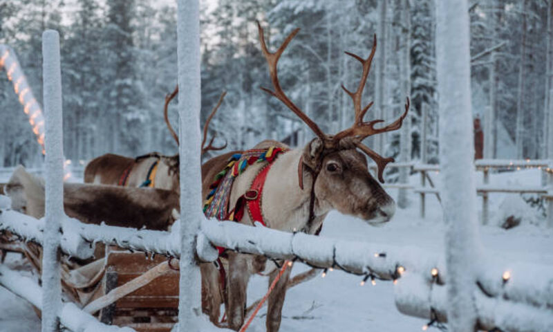 Kuzey Işıkları Helsinki- Lapland Turu