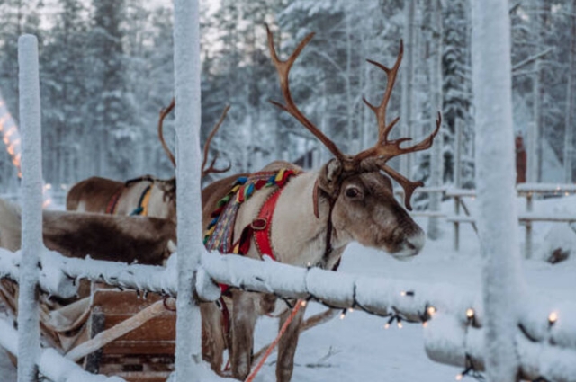Kuzey Işıkları Helsinki- Lapland Turu